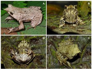LIPI Temukan Katak dan Cicak Jenis Baru! LIPI Temukan Katak dan Cicak Jenis Baru!