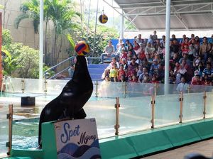 Meriahkan Piala Dunia, Ada Singa Laut Juggling Bola di Ancol