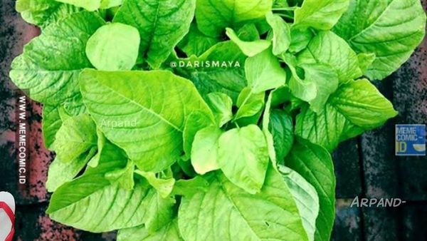 Dari Bawang Sampai Bayam, 10 Meme Sayur Ini Bikin Senyum!