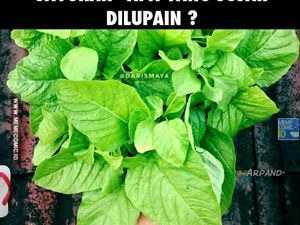 Dari Bawang Sampai Bayam, 10 Meme Sayur Ini Bikin Senyum!