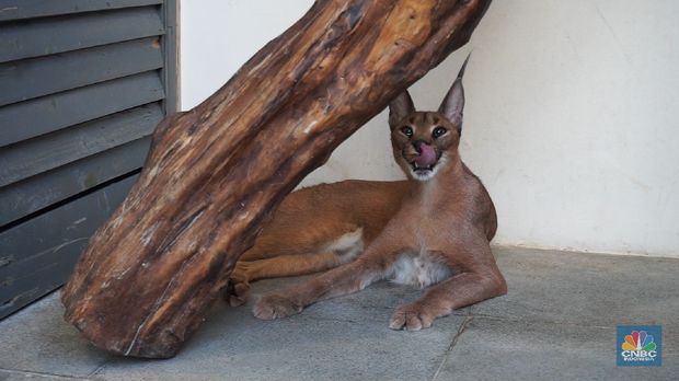 Kucing Ratusan Juta, Savannah dan Caracal