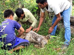 Puluhan Kambing Milik Warga Lereng Gunung Slamet Mati Misterius Puluhan Kambing Milik Warga Lereng Gunung Slamet Mati Misterius