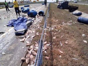 Ban Meletus Saat Ngebut di Tol JoMo, Pikap Muat Ikan Terguling