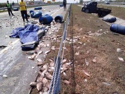 Ban Meletus Saat Ngebut di Tol JoMo, Pikap Muat Ikan Terguling