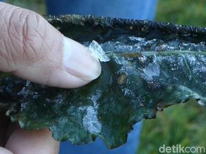 Suhu Dieng Hari Ini 9 Derajat Celsius, Tanaman Kentang Layu