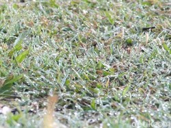 Di Jam-jam Ini Biasanya Embun Es Muncul di Dieng