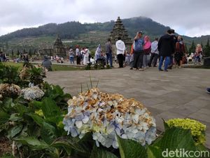 Penasaran dengan Embun Es, Wisatawan Ramai-ramai Datangi Dieng