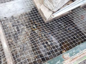 Dua Piton Ditemukan Satpam Perumahan di Surabaya