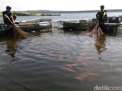 1 Ton Ikan di Waduk Kedung Ombo Sragen Mati Mendadak