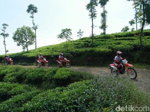 Trabas Kebun Teh dengan Honda CRF150L Trabas Kebun Teh dengan Honda CRF150L