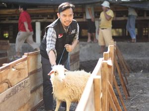 ACT Akan Sebar 43.000 Hewan Kurban di Indonesia dan 46 Negara