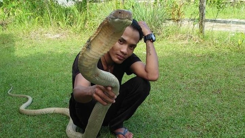 Akhir Kisah Rizky Dipatuk King Cobra Peliharaan