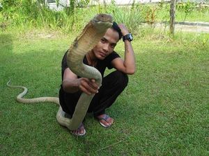 Akhir Kisah Rizky Dipatuk King Cobra Peliharaan Akhir Kisah Rizky Dipatuk King Cobra Peliharaan