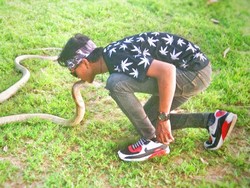 KLHK Imbau Warga Tak Pelihara King Cobra, Ini Alasannya