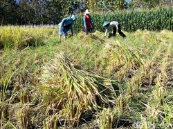 Bagaimana Cara Pengolahan Hasil Panen Melalui Teknologi Pangan? Ini Contohnya