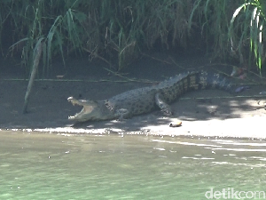 Buaya Bermunculan di Sungai Maros, Warga Ketakutan