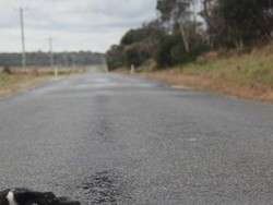 Kurangi Kematian Satwa Asli, Tasmania Uji Cobakan Aplikasi Ponsel