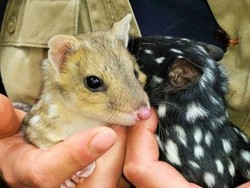 Bayi Quoll Yang Langka Dihadirkan Kembali di Daratan Australia