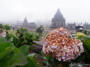 Tips Cari Homestay Saat Dieng Culture Festival Tanpa Kemahalan