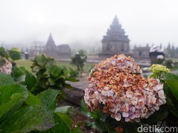 Tips Cari Homestay Saat Dieng Culture Festival Tanpa Kemahalan