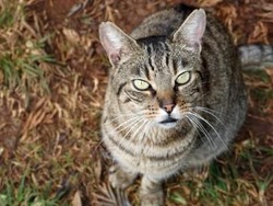 4 Shelter Kucing di Bandung, Warga Bisa Adopsi