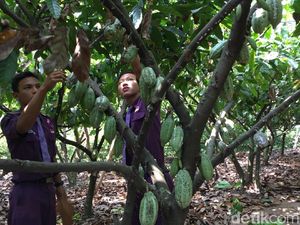 Oh Begini Rasanya Belajar Tanam dan Olah Hasil Panen Cokelat