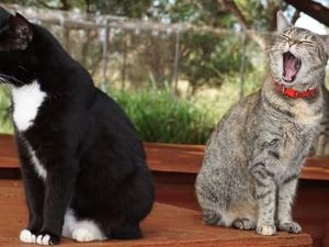 Gemas Deh! Ada Pulau Penampungan Kucing di Hawaii