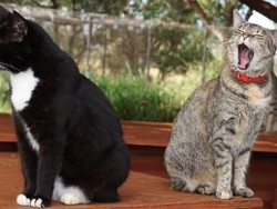 Gemas Deh! Ada Pulau Penampungan Kucing di Hawaii