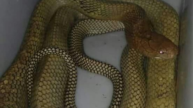 Keluarga Lepas King Cobra 3,8 Meter yang Tewaskan Rizky