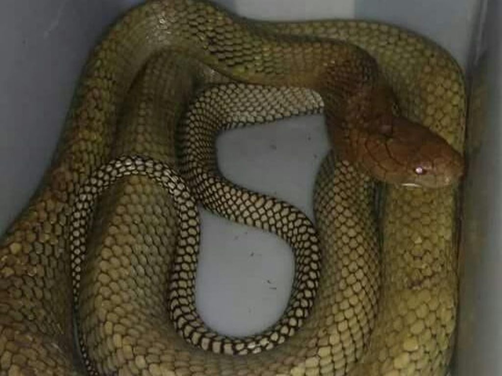 Cerita Nahas Mereka yang Dipatuk King Cobra Peliharaan Cerita Nahas Mereka yang Dipatuk King Cobra Peliharaan