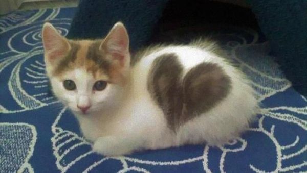 Mereka Bukan Hewan Langka, Tapi Mengejutkan