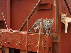 Meong! Pulau Penampungan Kucing yang Bikin Gemas