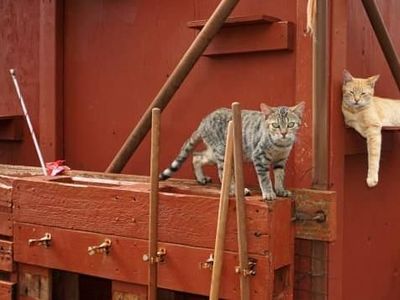 Meong! Pulau Penampungan Kucing yang Bikin Gemas