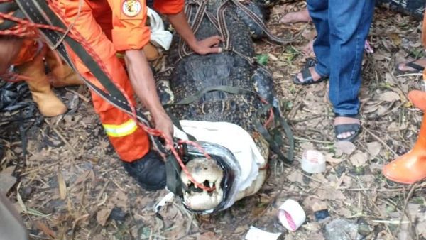 Foto: Ini Buaya 4,5 Meter yang Ditangkap di Bambu Apus