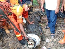 Cerita Pak RW soal Buaya 4,5 Meter di Bambu Apus