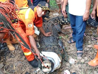Foto: Ini Buaya 4,5 Meter yang Ditangkap di Bambu Apus