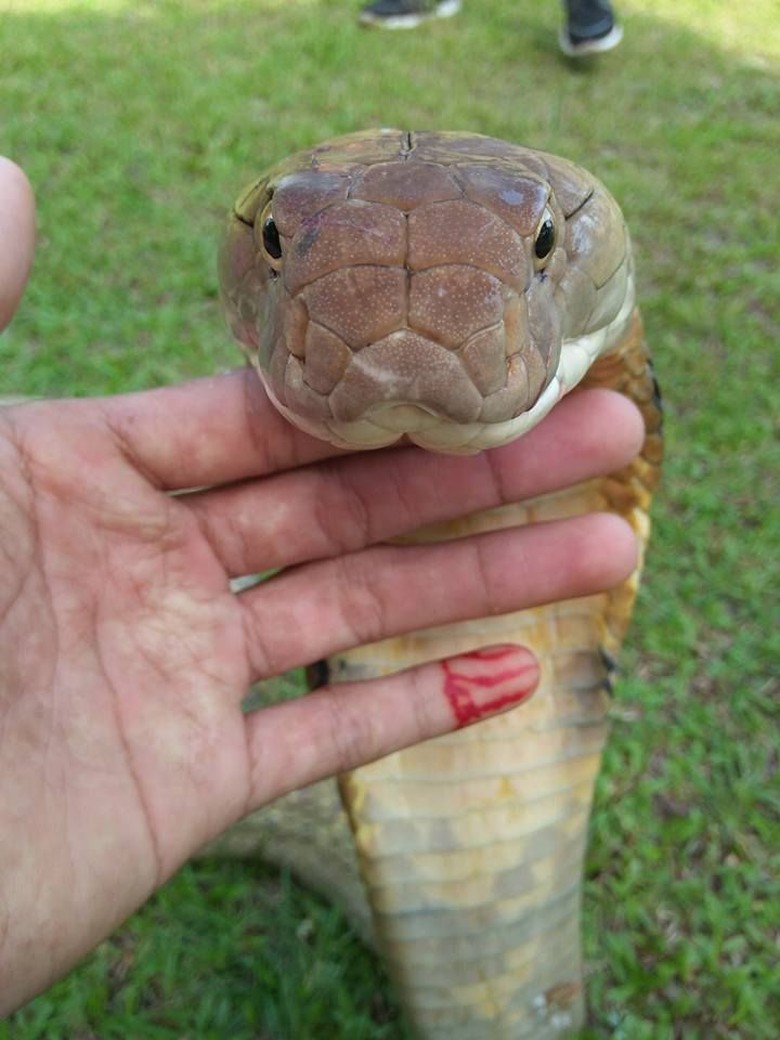 Potret Aksi Rizky Sebelum Tewas Dipatuk King Cobra di CFD