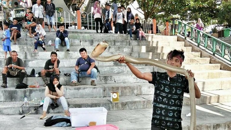 Potret Aksi Rizky Sebelum Tewas Dipatuk King Cobra di CFD