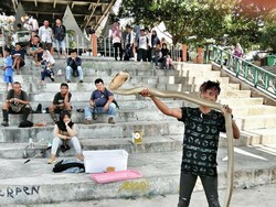 BKSDA Kalteng akan Evakuasi King Cobra 3 Meter yang Tewaskan Rizky