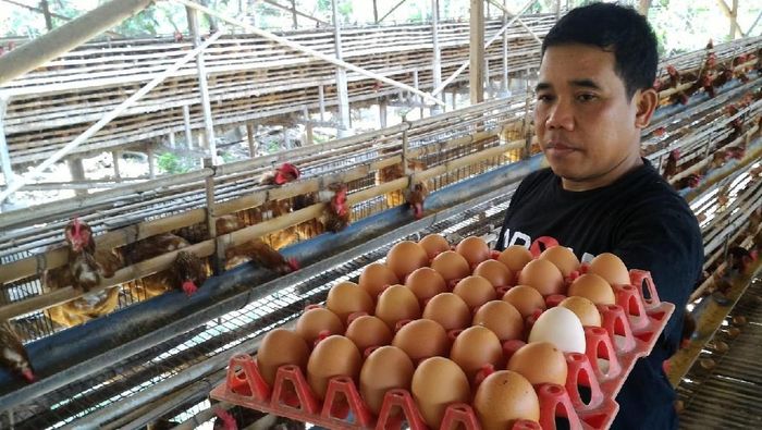 perawatan ayam petelur