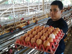 Harga Telur Ayam Naik, Ini Penyebabnya Versi Peternak
