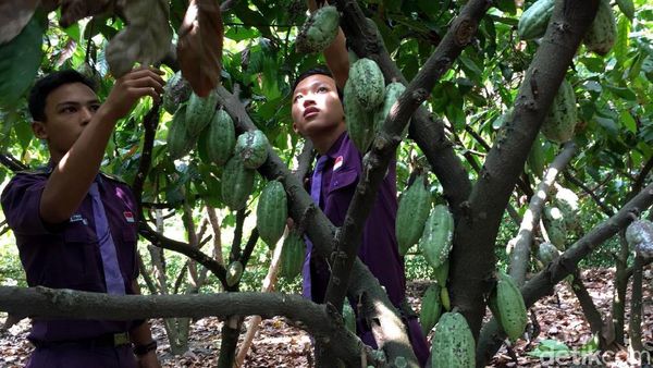 Serunya Belajar Tanam dan Olah Hasil Panen Cokelat