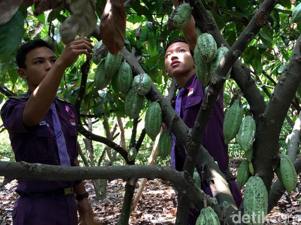 Serunya Belajar Tanam dan Olah Hasil Panen Cokelat