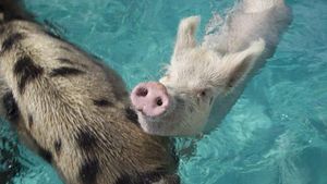 Snorkeling Anti Mainstream, Bareng Babi Sampai Godzilla