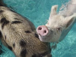 Snorkeling Anti Mainstream, Bareng Babi Sampai Godzilla