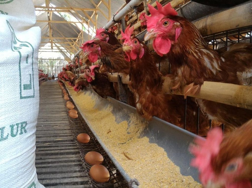 Wanita Ini Meninggal Dunia Setelah Dipatuk Ayam Peliharaannya Wanita Ini Meninggal Dunia Setelah Dipatuk Ayam Peliharaannya