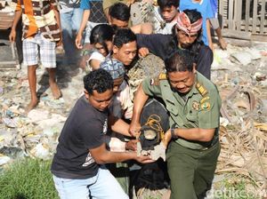 Membahayakan Warga, Buaya Peliharaan Ini Harus Dievakuasi BKSDA