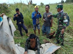 Diterkam Buaya Saat Memancing, Alif Ditemukan Tewas