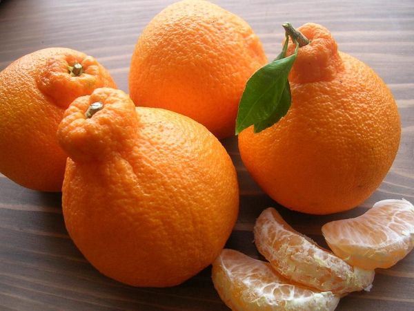 Pencinta Buah, Ini 9 Buah Istimewa Berharga Jutaan Rupiah