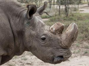 Badak yang Terperosok Lubang Jebakan di Kalbar Diselamatkan
